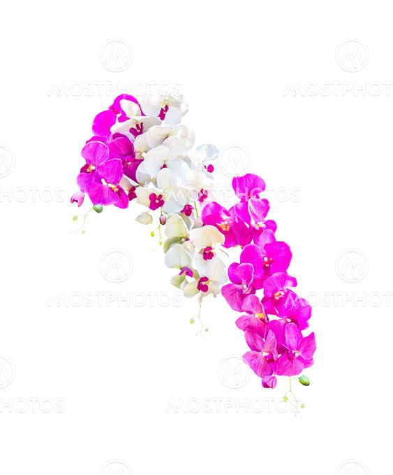 White and pink orchid flowers isolated