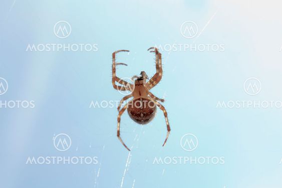 Spider