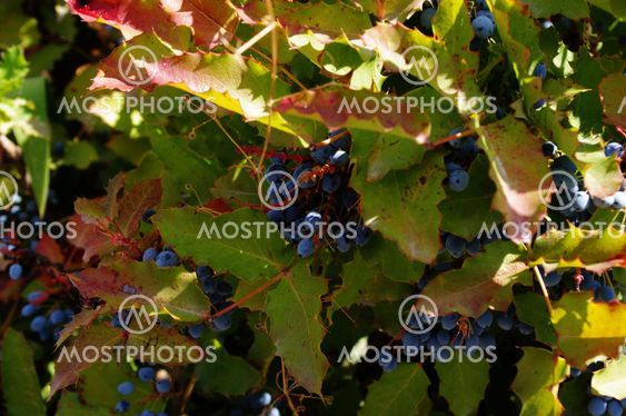 grapes of black wild