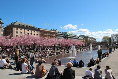 Blommande körsbärsträd i Kungsträdgården i Stockholm