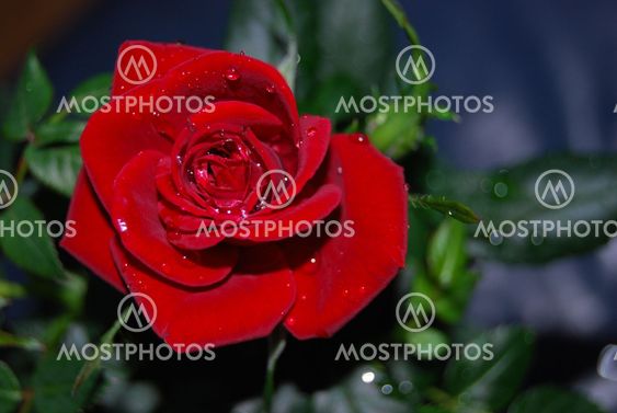 Rose with waterdrops