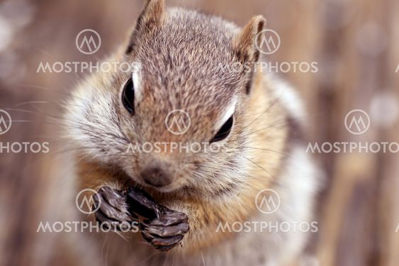 Golden Mantled Ground Squirrel (Spermophilus lateris)