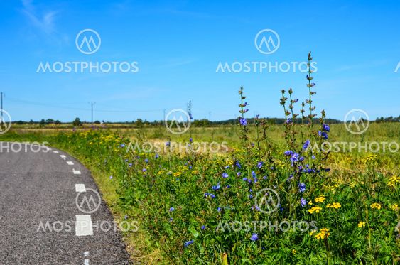Road side flowers