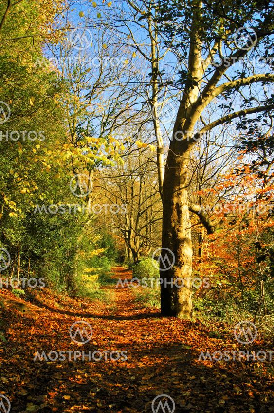 Colours of autumn.