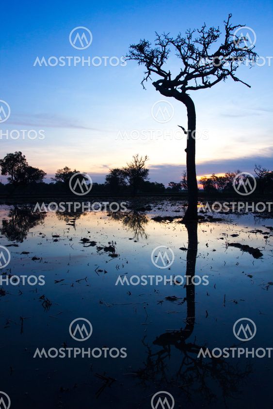 morning time with Silhouette tree at the farm