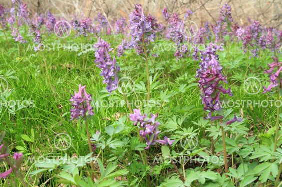 green herb and first flowerses in spring wood