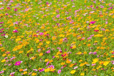 Cosmos flower field. Flower field in summer	
