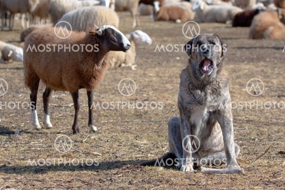 Flock of sheep, The Omañas, Leon, Spain