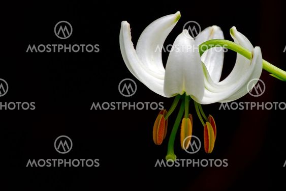 The white form of Lilium Martagon, named 'Album'
