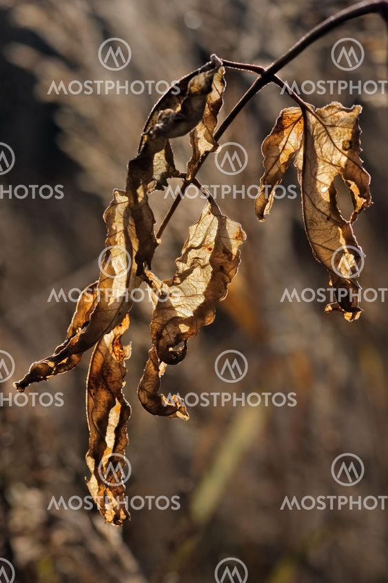 Autumn forest closeup