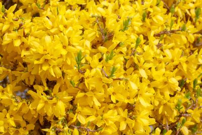 Yellow flower Forsythia