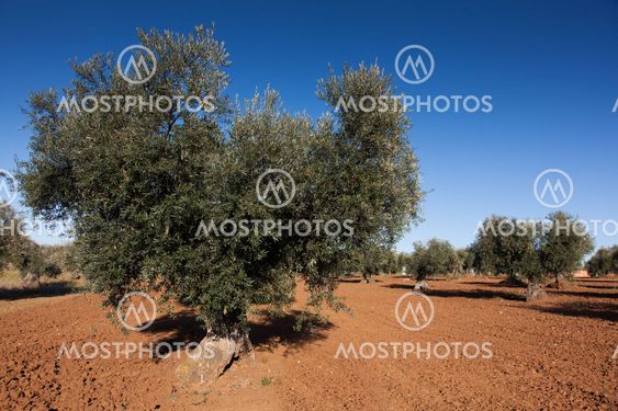 Olive countryside, Toledo, Castilla la Mancha, Spain