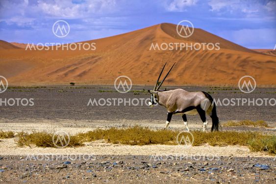 an oryx in front of a large dune in the namib naukluft park near sossusvlei namibia africa