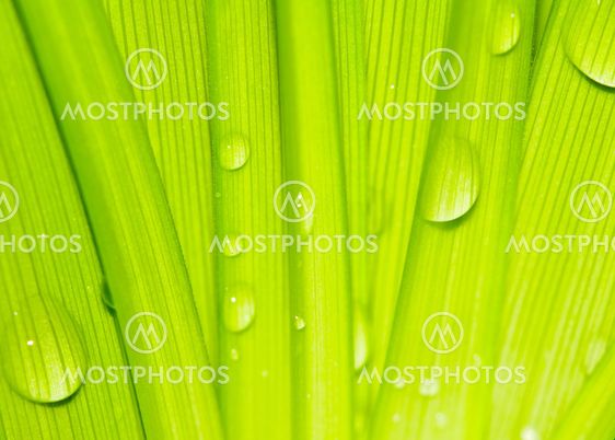 Water drops on fresh green leaves in spring