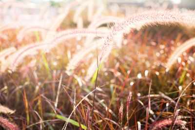 Light through summer grass bokeh Natural background