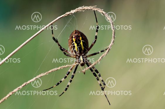 wasp spider