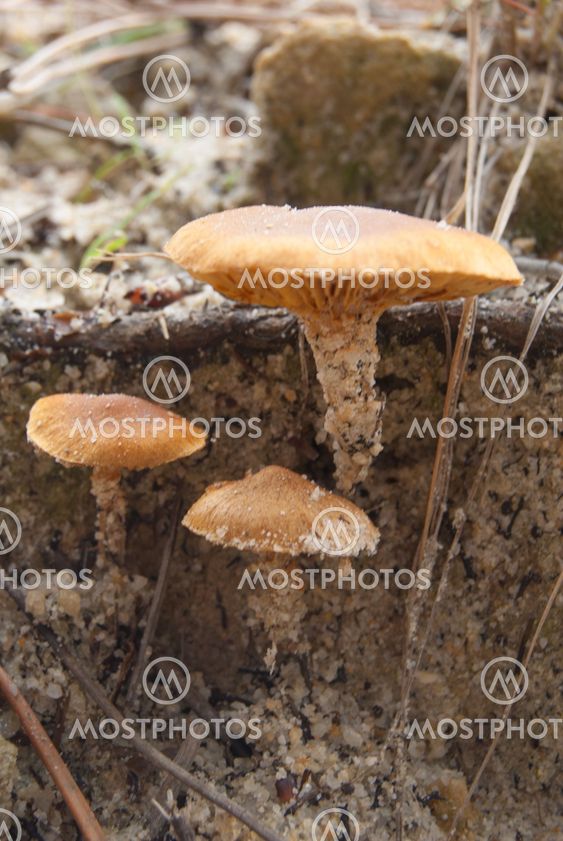 Mushroom Village