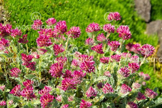 Wundklee - Anthyllis montana 03