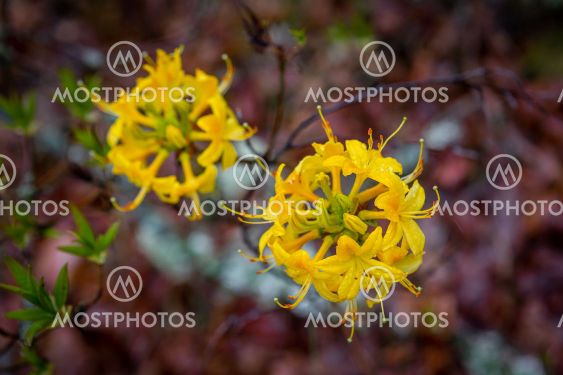 Rhododendron Flower Closeup, Ericaceae Family,...