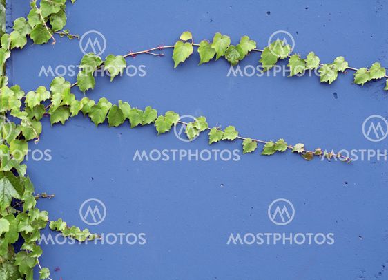 Ivy on blue wall