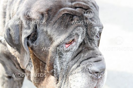 english mastiff dog 2