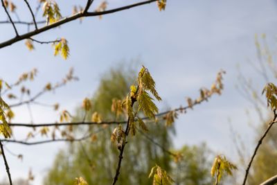 a flowering maple tree in the spring season, a spring park