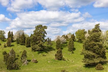 Hill landscape view with Juniper trees