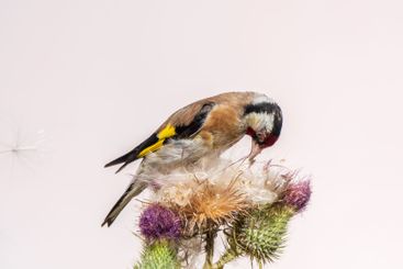 European goldfinch, feeding on the seeds of thistles....