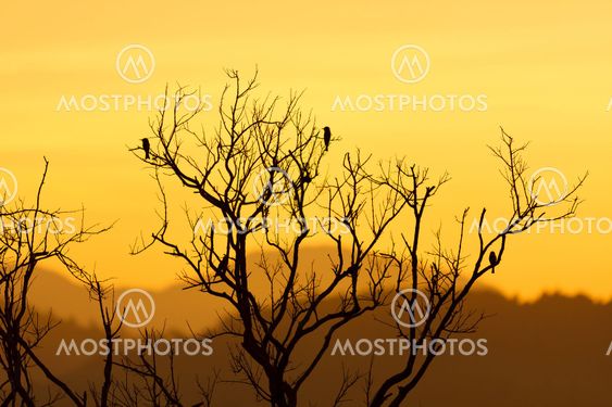 Beautiful sunset and dead tree