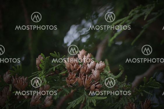 Thuja occidentalis Cones