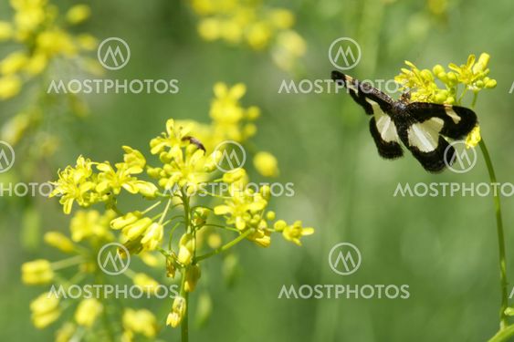 Butterfly and Flower