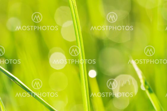 Morning grass