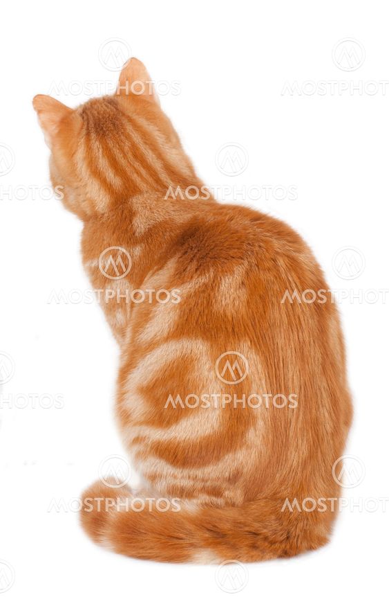 "Red cat from the back sitti..." by absolutimages - Mostphotos