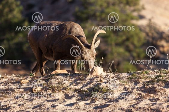 Bighorn Sheep in Zion