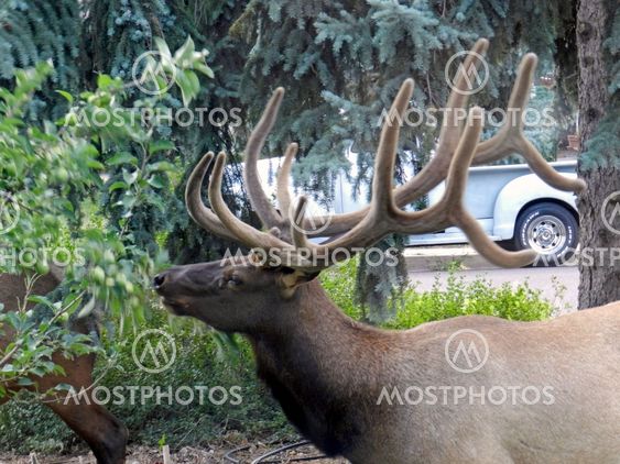 Elk eating the apple tree