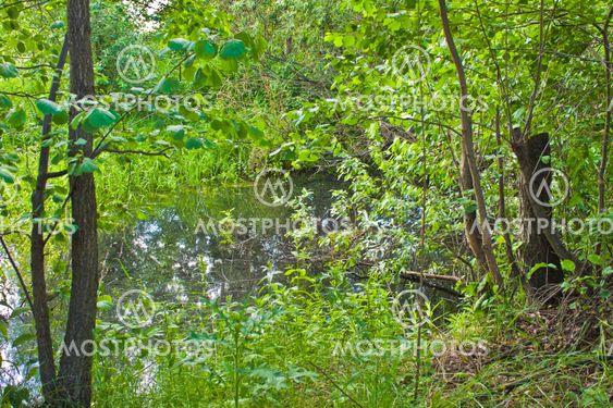 summer landscape with river