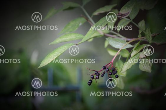 Elder Berries