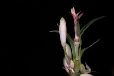 Flowers about to bloom in black background.