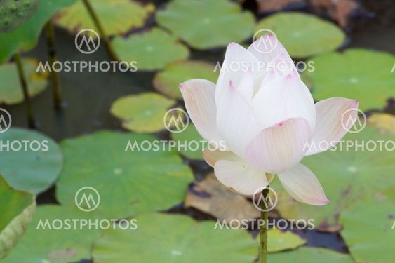 lotus flower