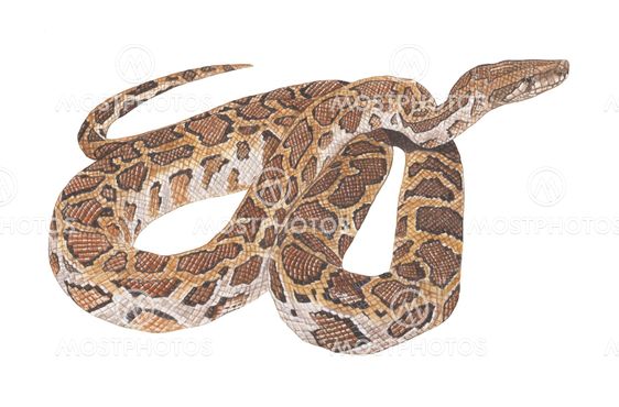 python snake