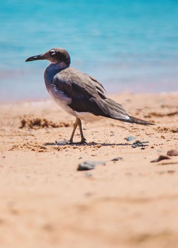 Seagull on the seashore. Selective focus.