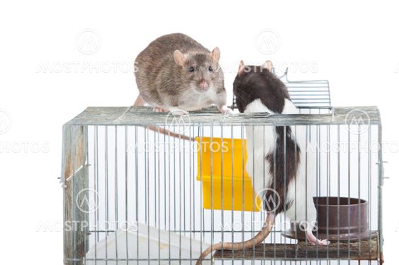 Two rats on a coop