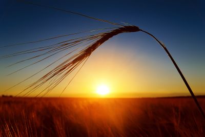 sunset and ears of ripe wheat