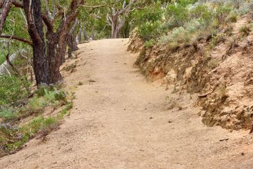 Dirt road, travel and empty in nature, forest and path...