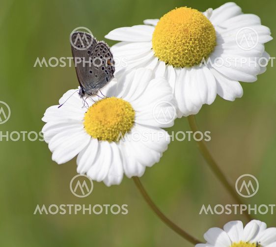 Cranberry blue (vacciniina optilete)