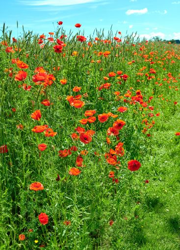 Poppies, outdoor field and natural leaves in...