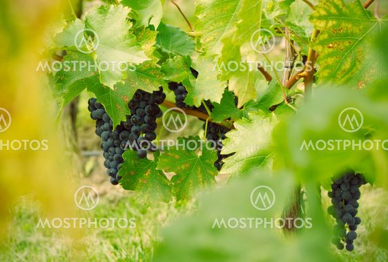 Close up of grapes