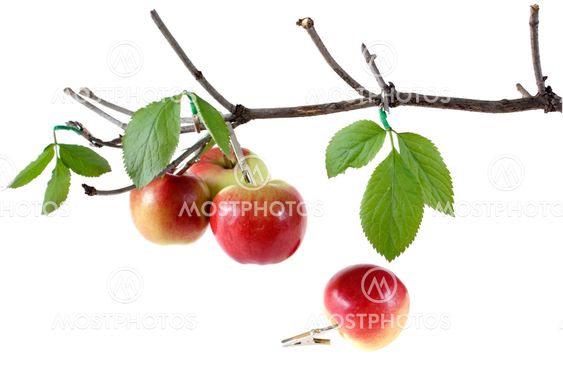 apple