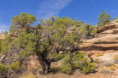 Utah juniper tree along the Canyon Rim Trail