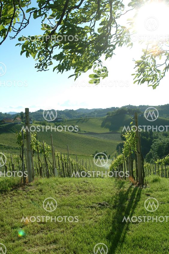 weinberg | vineyard
